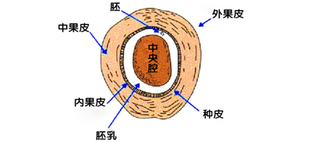 椰子殼橫切面結(jié)構(gòu)圖.jpg